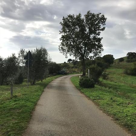 Podere Pini Magliano in Toscana Εξωτερικό φωτογραφία